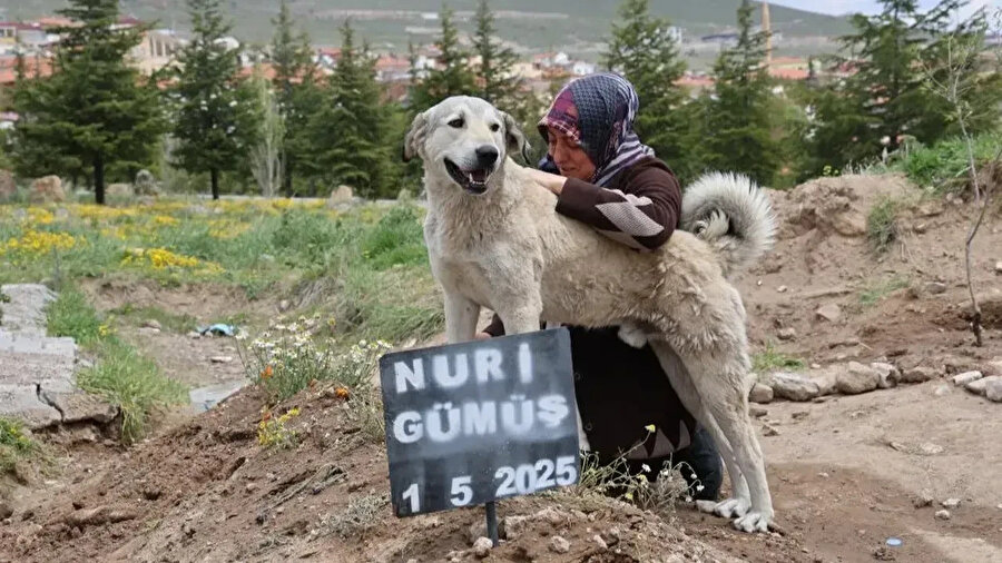 Türkiye'nin Haçiko'su Garip: Sahibinin mezarından bir an olsun ayrılmıyor