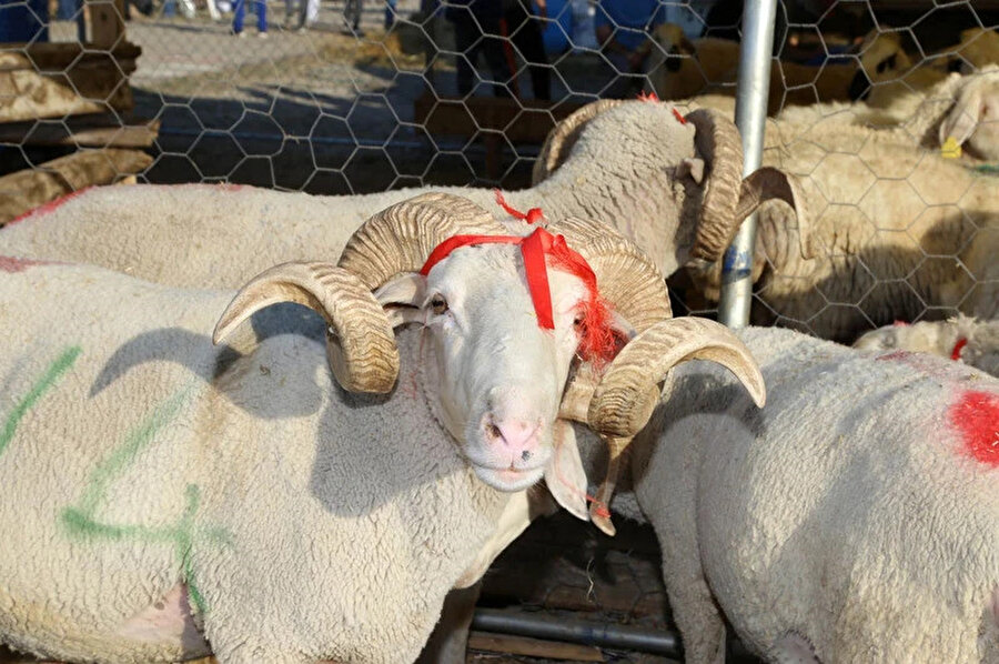 Kurban pazarları kurulmaya başlandı: İşte il il fiyatlar