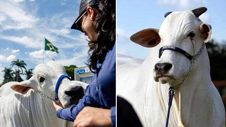 Brezilya'nın 'süper sığırı' dünyayı ele geçiriyor