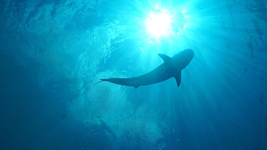 Türk yüzücüyü ısırmıştı: Tehlikeli köpek balığı "Cookiecutter" hakkında korkutan bilgiler