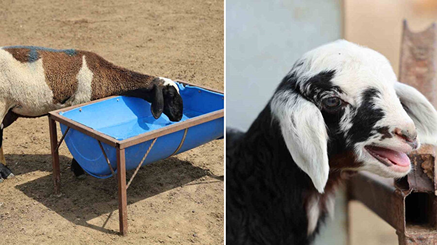 Meraya dökülen zehir 77 koyunu telef etti: Onlarca kuzu annesiz kaldı