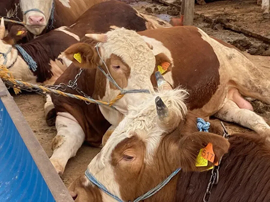 Et verimi en yüksek kurbanlıklar belli oldu: Kurbanlık alırken dikkat