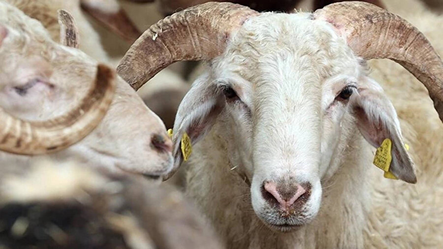 Kurban Bayramı tatili kaç gün olacak? Uzatıldı mı?