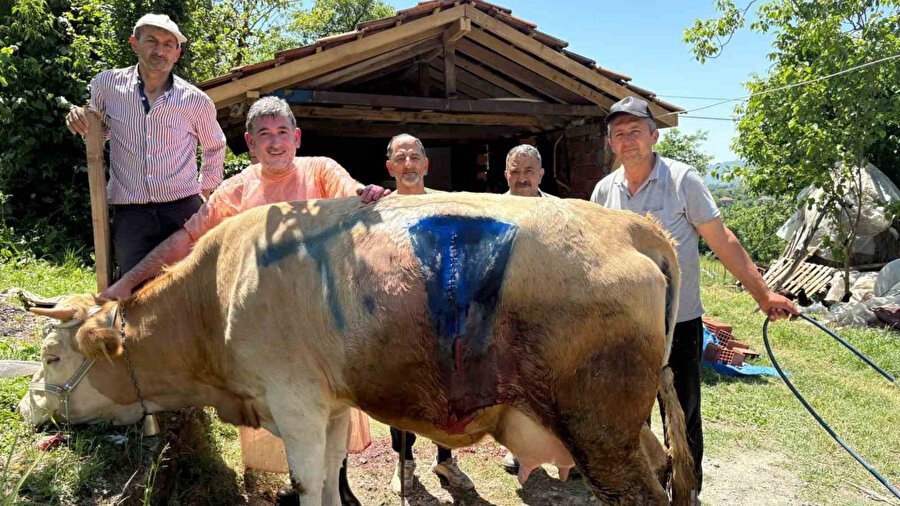 Bartın’da yüz binde bir görülen olay: Buzağı 'çift başlı' doğdu