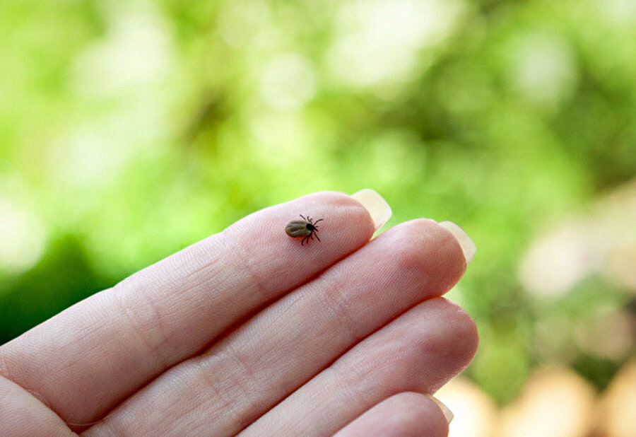 Kırım Kongo Kanamalı Ateşi nedir