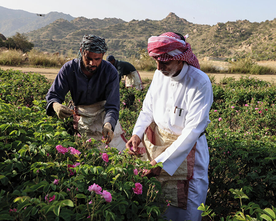 Taif'in yıllık gül üretiminin 5-6 milyon olduğu tahmin ediliyor.