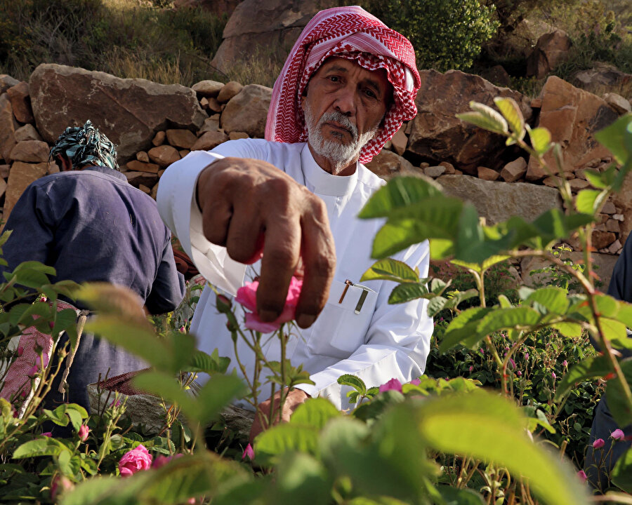 Güllerin titiz bakımı, Taif'te nesilden nesile aktarılan zamansız bir gelenektir.