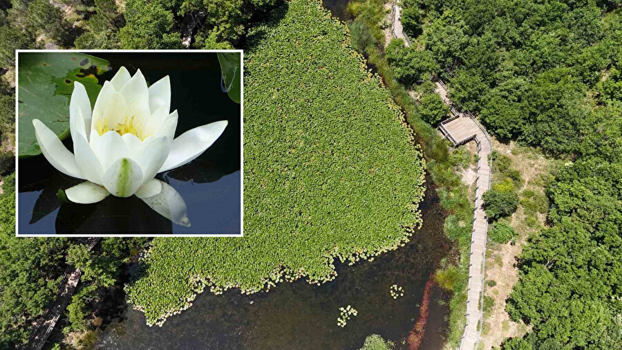 ​Dünyada sadece Türkiye'de var: Koparmanın cezası 557 bin lira