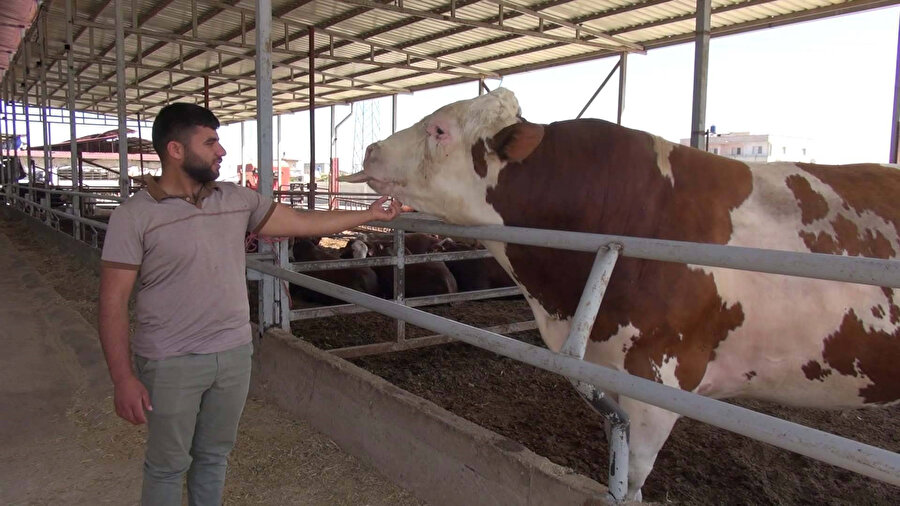 Kurban pazarındaki 1 ton 400 kiloluk boğa alıcısını bekliyor