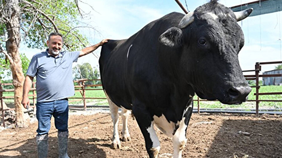 1.2 tonluk kurbanlık boğa satıcısını bekliyor: Fiyatı duyanları şaşırttı