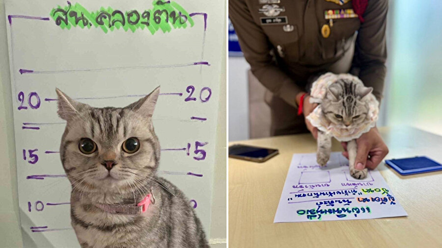 Tayland’da polisleri ısıran kedinin sabıka fotoğrafı çekildi: Pati izi alındı