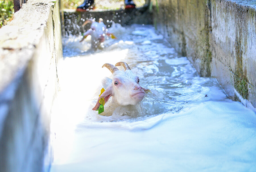 Bursa Uludağ Üniversitesi Veteriner Fakültesi