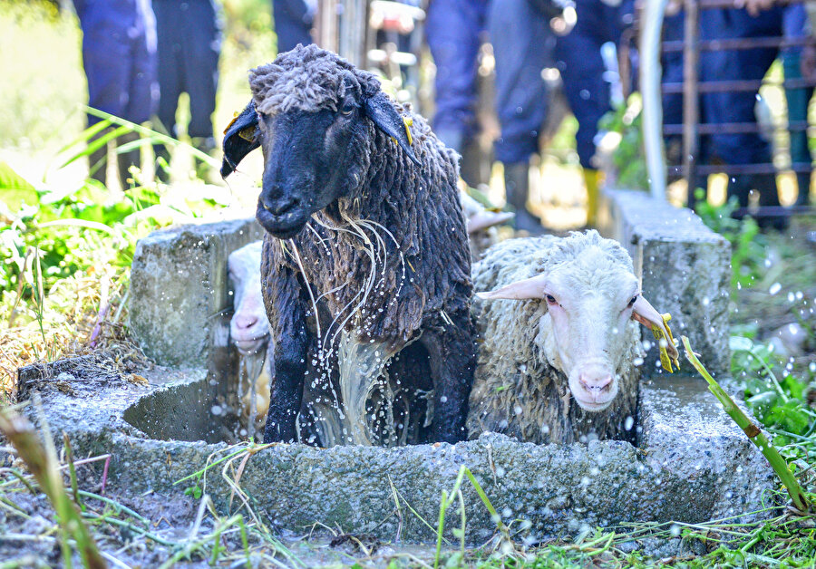 800 yıllık gelenek