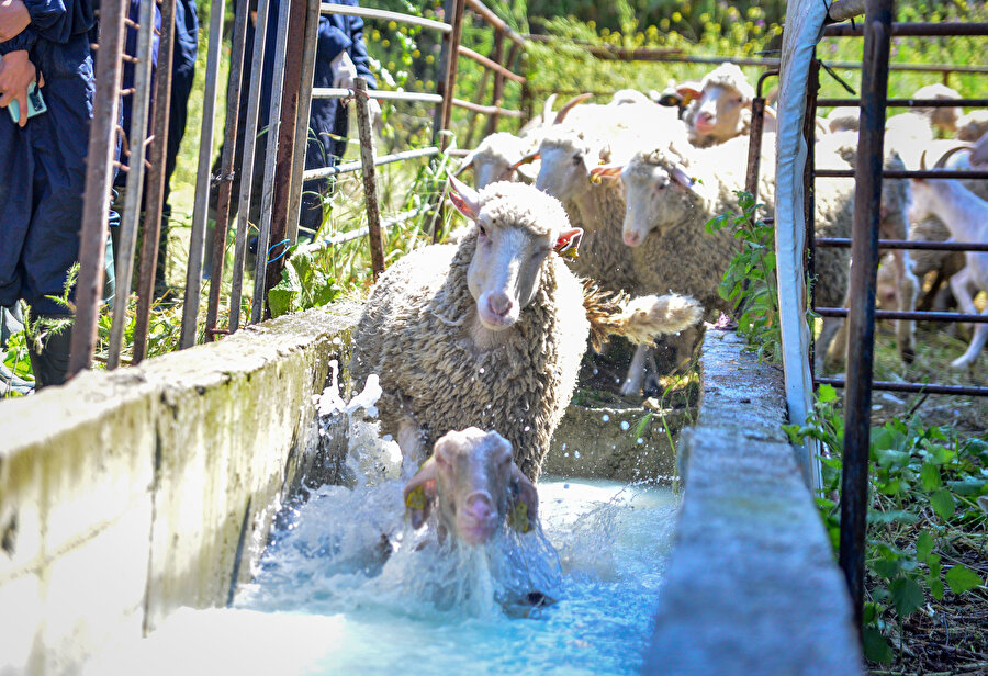BUÜ Veteriner Fakültesi Araştırma ve Uygulama Merkezi