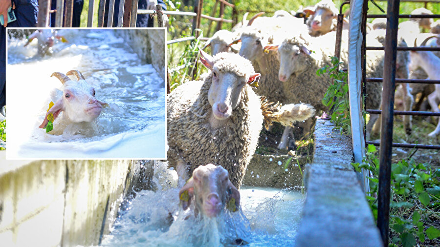 ​Akademisyenler eşliğinde gerçekleşti: 800 yıllık gelenek