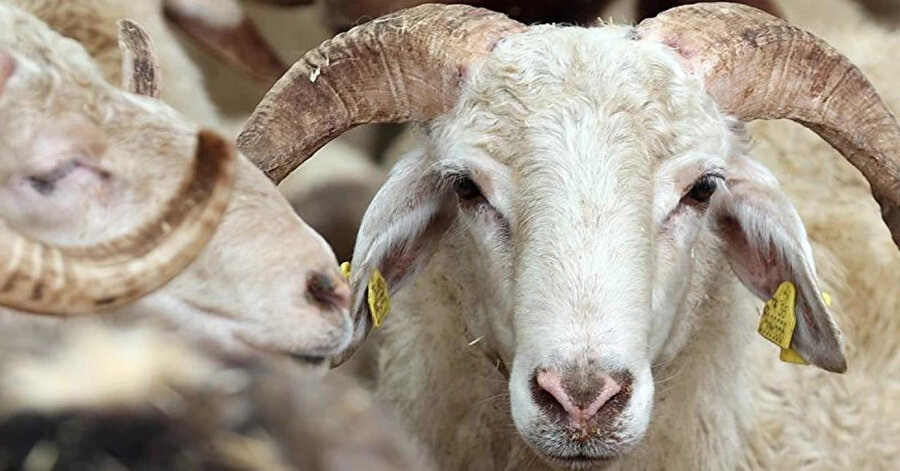 Beklenen ödemeler bugün başlıyor: 3.9 milyar TL destek ödemesi gerçekleştirilecek