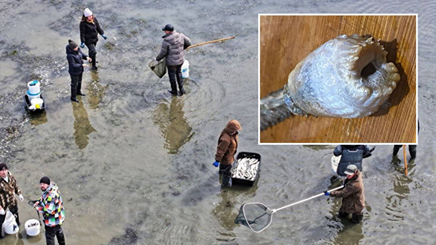​Karadeniz'de ilk kez görüldü: Balıkçıların bulduğu ince uzun yaratığın ne olduğu bilinmiyor
