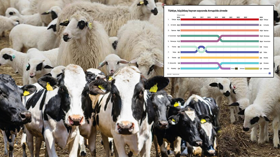 Avrupa'da en çok büyükbaş ve küçükbaş hayvana sahip ülkeler belli oldu: Türkiye'de listede