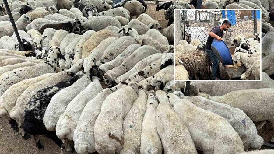 Karnı şiş kurbanlıklara dikkat: Koyunlar iri görünsün diye bu hileyi yapıyorlar