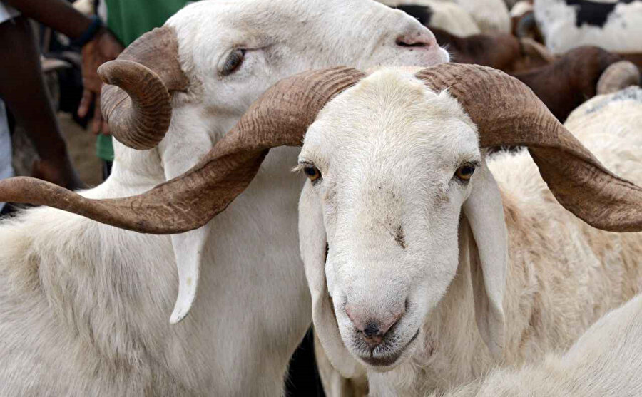 Kurbanlık göçü: 80 bin hayvan sevk edildi
