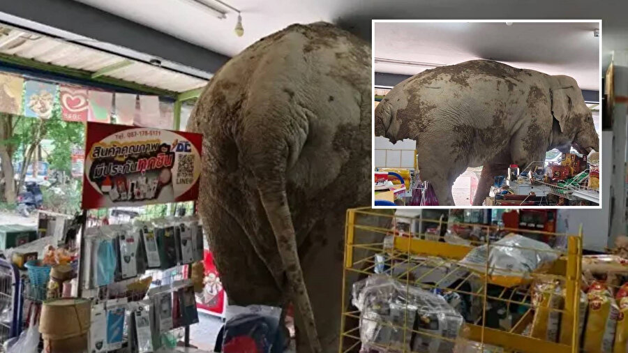 Tayland'da markete giren fil atıştırmalıkları yedi