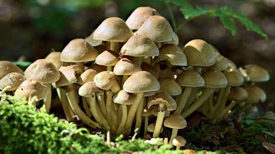 'Zehirli mantar' yemeği 3 can aldı: 'Yabani mantar daha lezzetli' diye savunma yaptı