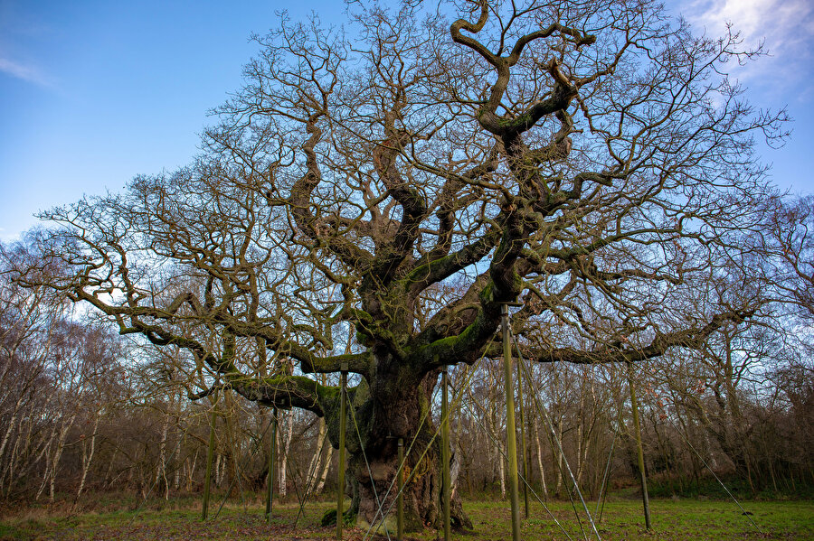 Major Oak.
