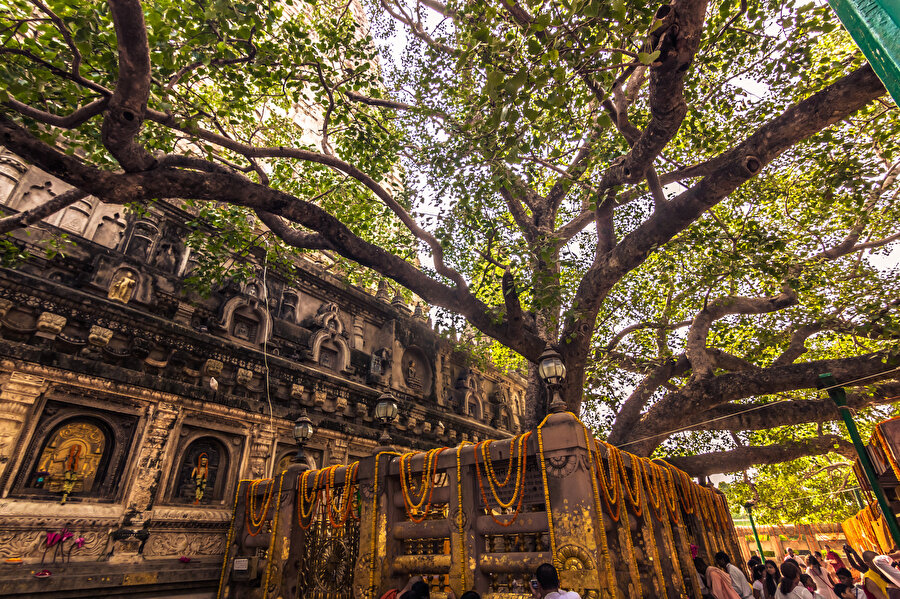 Bodhi Ağacı.