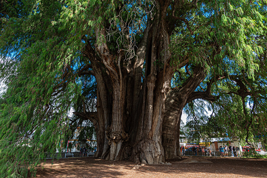 Árbol del Tule.