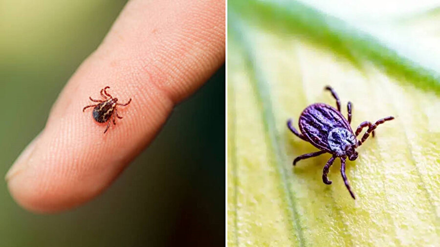 ​İstanbul'da o ilçede kene alarmı: Vaka sayısı 100'ü geçti