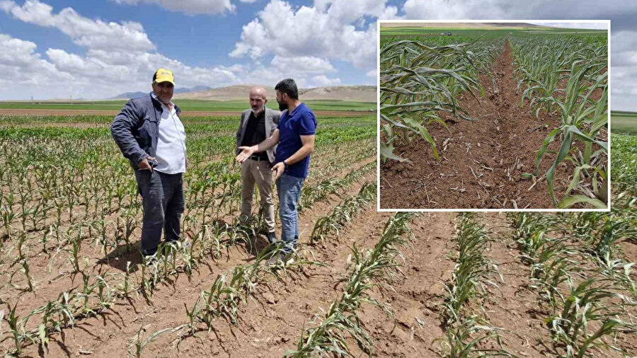 Karaman'da tarlaya dronla ot ilacı saldırısı: Mısırların tamamı kurudu