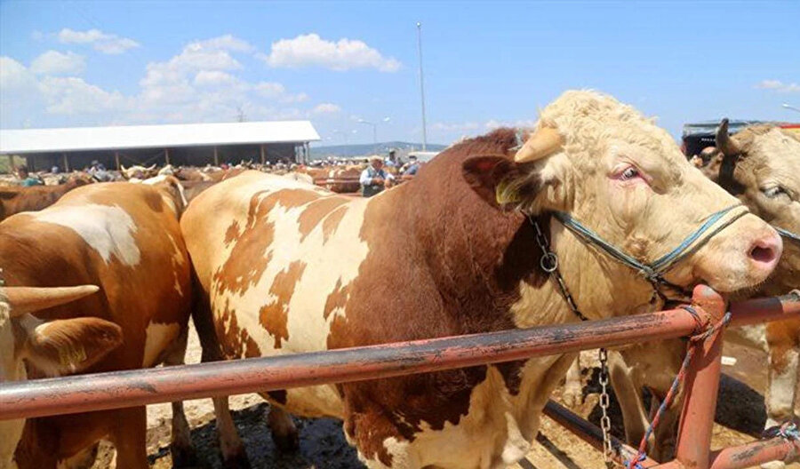 Kurban eti kullanımı rehberi: Hangi et, hangi alanda kullanılmalı?