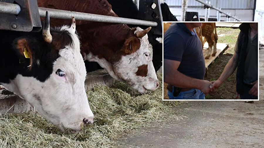 En pahalı kurbanlık nerede satıldı? Fiyatıyla gündem olan büyükbaşlar