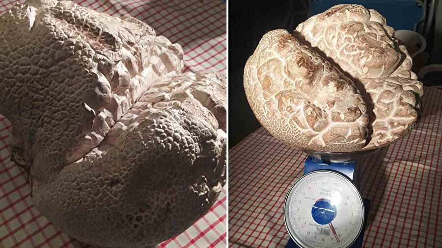 Ne olduğunu ilk bakışta anlayamadı: ‘Hayatımda ilk defa gördüm’ dedi