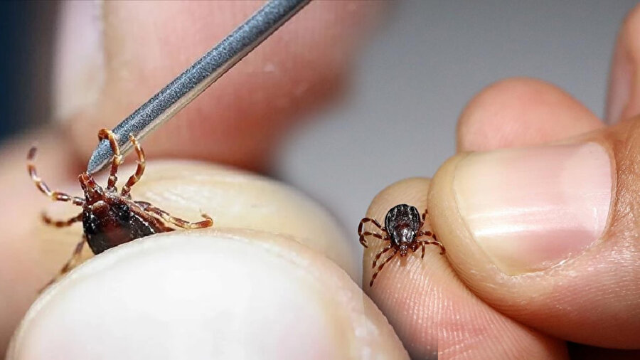 Kene ısırması sonrası ne yapılmalı? En çok kene görülen iller: Sağlık Bakanlığı'ndan uyarı