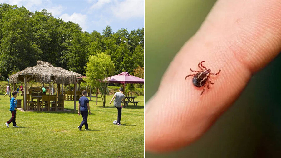 ​Kene vakaları artıyor: Hafta sonu için uyarı geldi