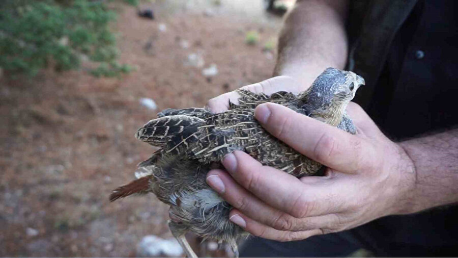 Kekliklerin avlanması kene artışını tetikliyor: Doğaya keklik salma faaliyet​leri sürüyor