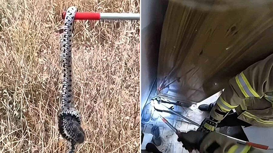 Safranbolu’da ayakkabılıkta zehirli engerek bulundu.