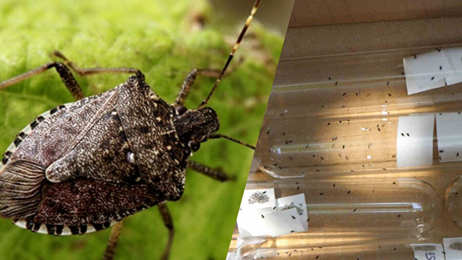 Kahverengi kokarca böceği