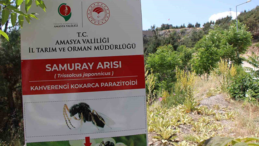 Kahverengi kokarca yayılıyor: Amasya’da da tespit edildi