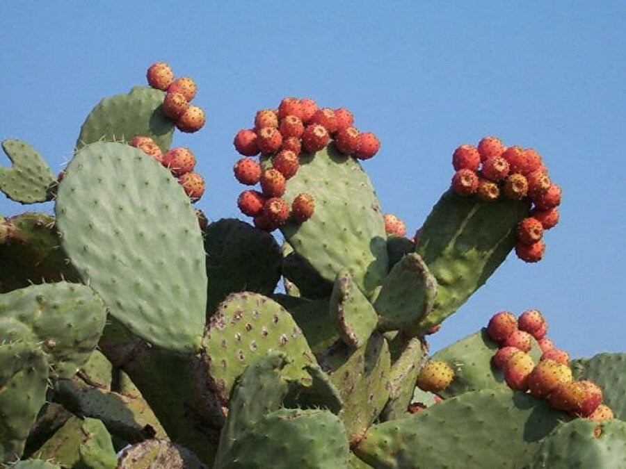 Dikenli Armut (Prickly pear)