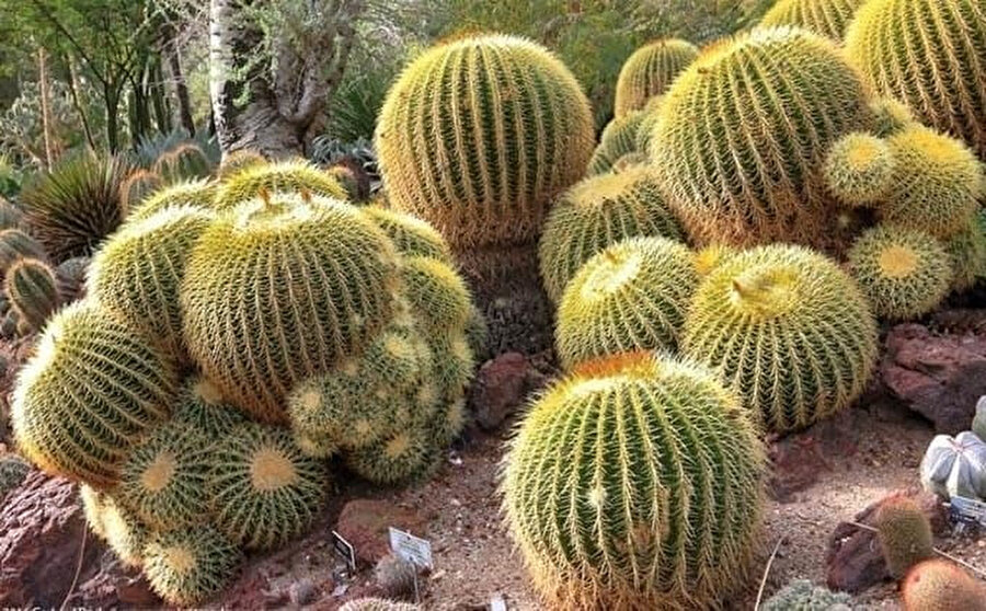 Altın fıçı (Golden Barrel) kaktüsü.