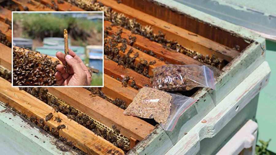 Bir dönem çöpe atılıyordu: Şimdi kilosu 3 bin TL’den satılıyor