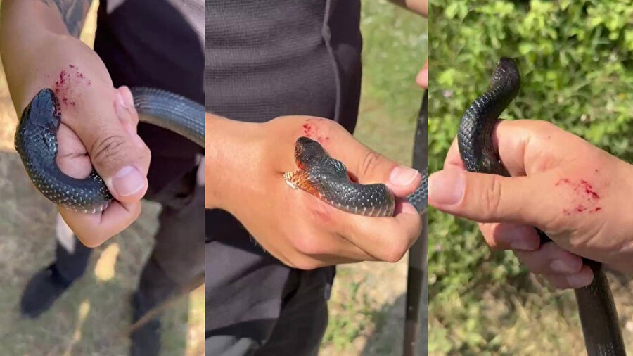'Yılancı Kemal' olarak tanınıyor: 'Zararsız, öldürmeyin' dediği 1 buçuk metrelik yılan tarafından ısırıldı