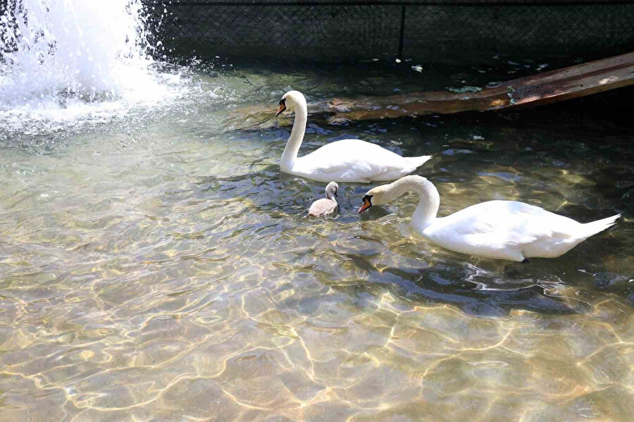 Minik kuğu annesi ile Kuğulu Park'ta