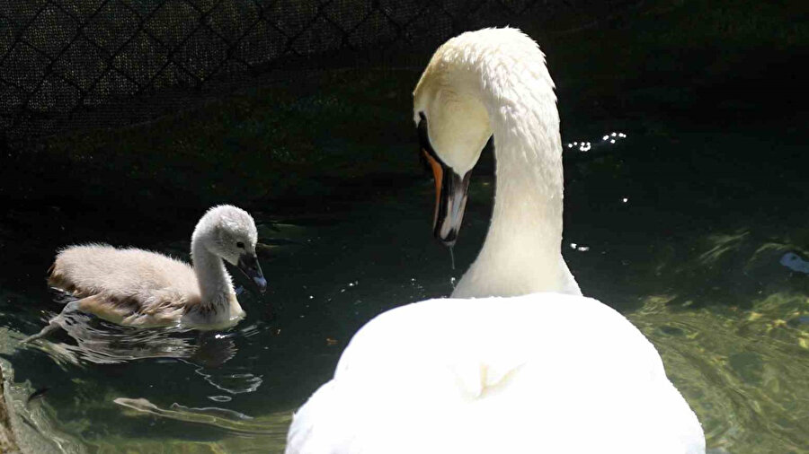 Parla ismi verilen nadir beyaz kuğu