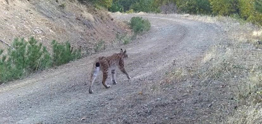 Nesli tükenme tehlikesi altındaki vaşak