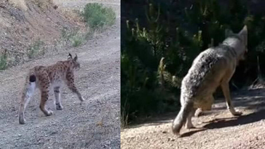 Çankırı'da yaban hayatı