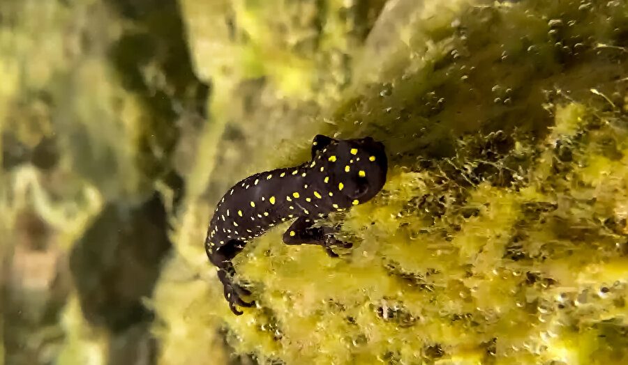 Yüzlerce Türk semenderi keşfedildi: Nesli tükenme tehlikesi altındaydı