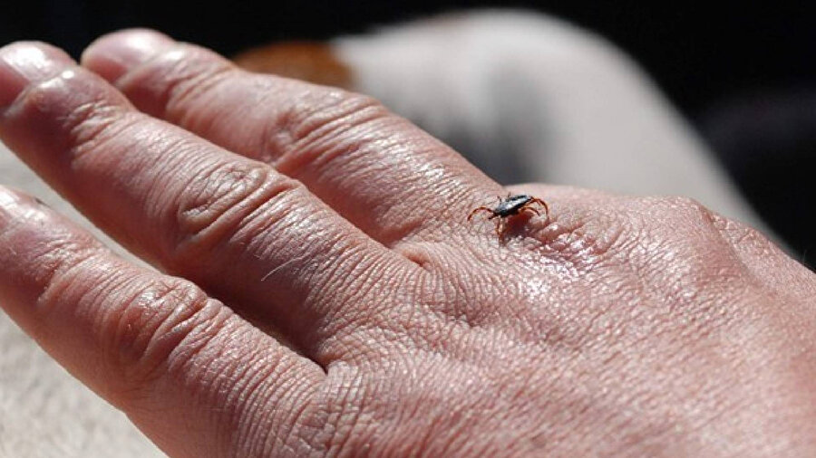 KKKA hastalığını bulaştıran keneler